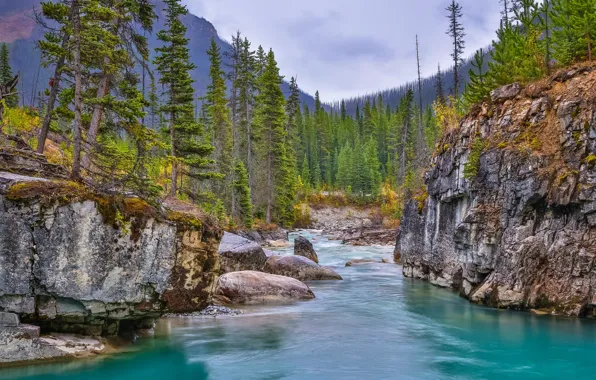 Картинка лес, деревья, река, скалы, Канада, каньон, Canada, British Columbia