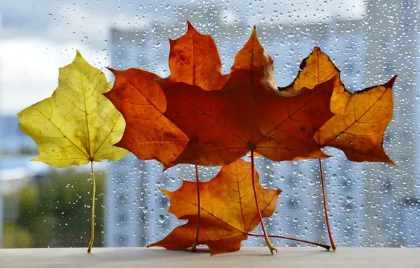 Картинка осень, листья, капли, город, дождь, окно, клен