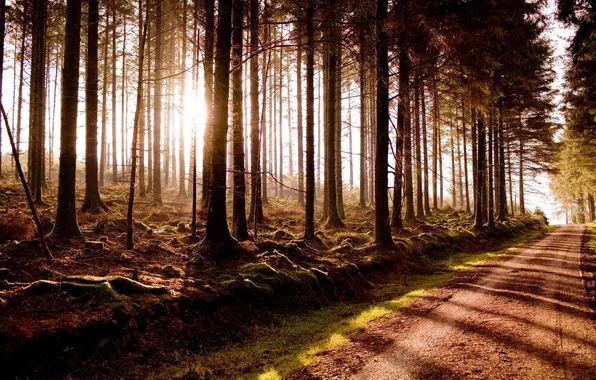 Дорога, лес, свет, природа
