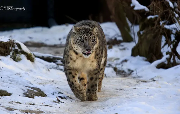 Снег, ирбис, снежный барс, snow leopard, прогулка