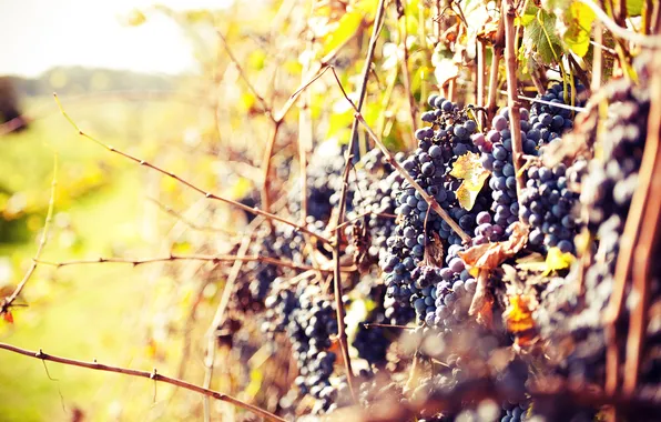 Осень, солнце, виноград, лоза, grapes, теплый день