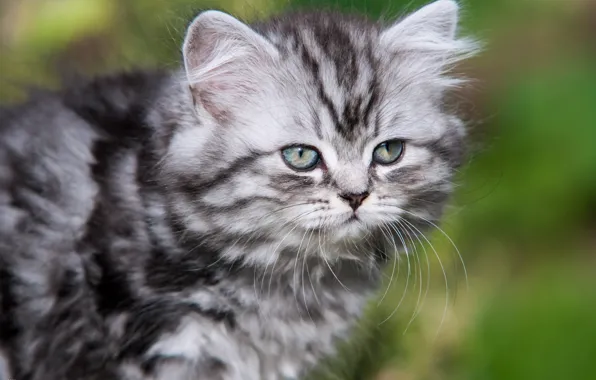 Картинка усы, котёнок, Британская длинношерстная кошка