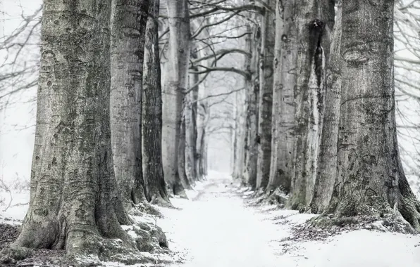 Картинка зима, дорога, деревья, туман