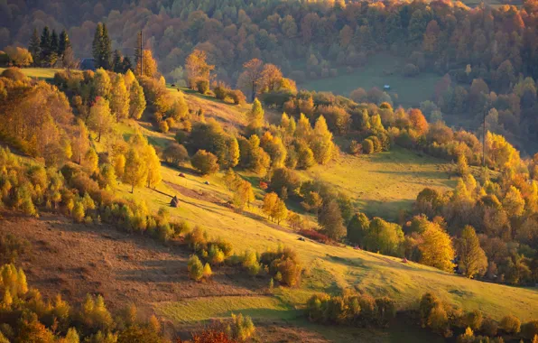 Осень, деревья, природа, холмы, Карпаты