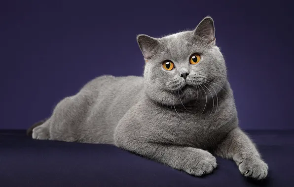 Кошка, кот, взгляд, поза, серый, лежит, мордашка, британский