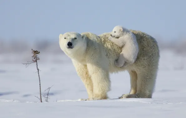 Картинка white, puppy, snow, teddy bear, situation, bears, Polar bears