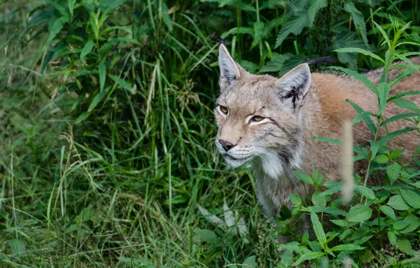 Картинка кошка, трава, взгляд, морда, рысь