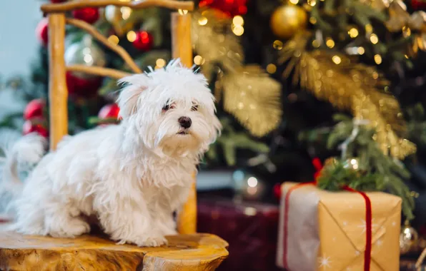 Картинка подарок, собака, Рождество, стул, Новый год, белая, ёлка, лохматая