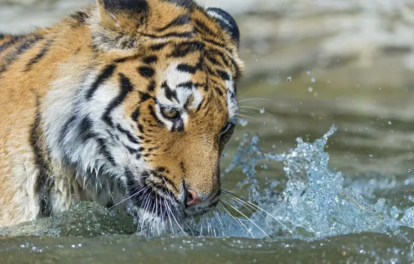 Картинка кошка, взгляд, морда, вода, брызги, тигр, купание, амурский