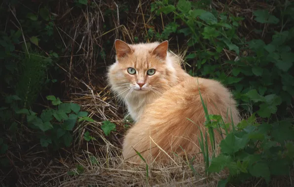 Картинка кошка, трава, кот, взгляд, пушистый, рыжий