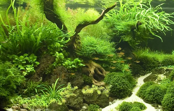 Обои рыбки, аквариум, растения на телефон и рабочий стол, раздел разное,  разрешение 2022x1468 - скачать