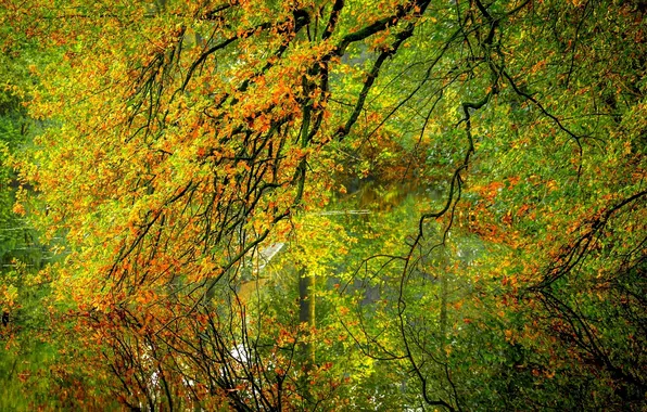 Картинка осень, лес, листья, вода, деревья, природа, отражение, река