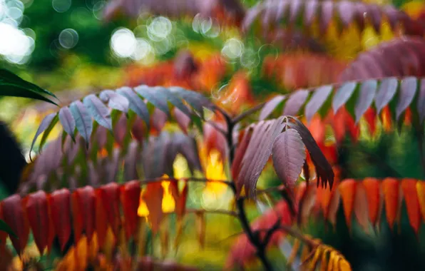 Макро, природа, лепестки, natural