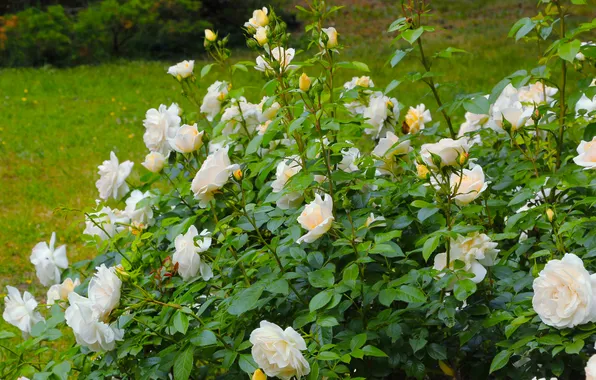 Flower, roses, blooming