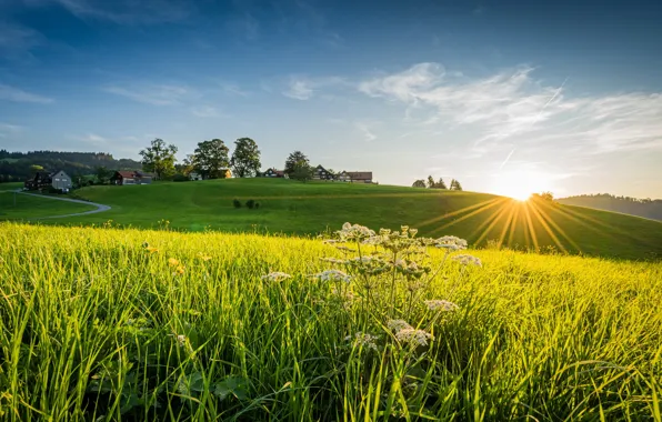 Дорога, зелень, поле, небо, трава, солнце, лучи, деревья