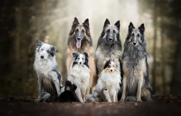 Природа, друг, собака