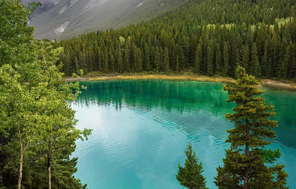 Зелень, лес, деревья, горы, река, Banff National Park, Canada, Bow River