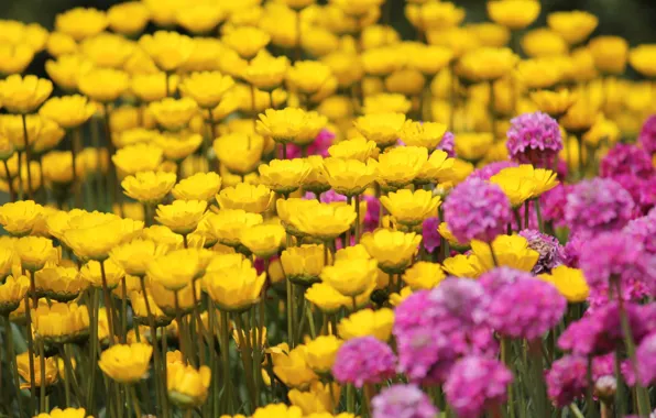 Картинка поле, цветы, желтый, фон, розовый, widescreen, обои, wallpaper