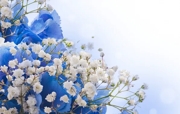 Цветы, букет, белые, синие