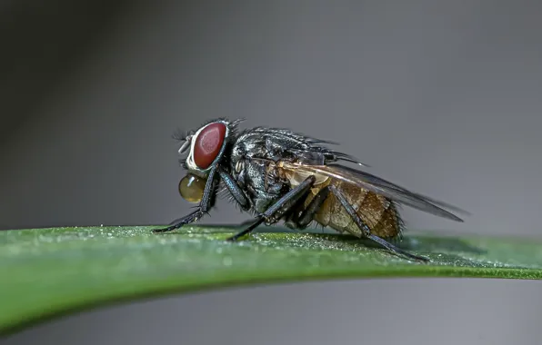 Bubble, fly, leaf