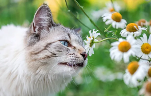 Кошка, лето, кот, взгляд, морда, цветы, ромашки, лепестки
