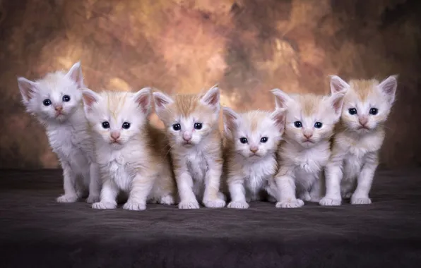 Кошка, взгляд, кошки, поза, котенок, вместе, котята, рыжие