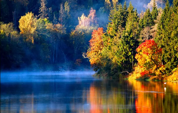 Картинка осень, лес, туман, река, птица, утро, Latvian autumn