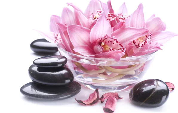 Картинка лепестки, миска, орхидея, Orchid, petals, bowl, спа камни, Spa stones