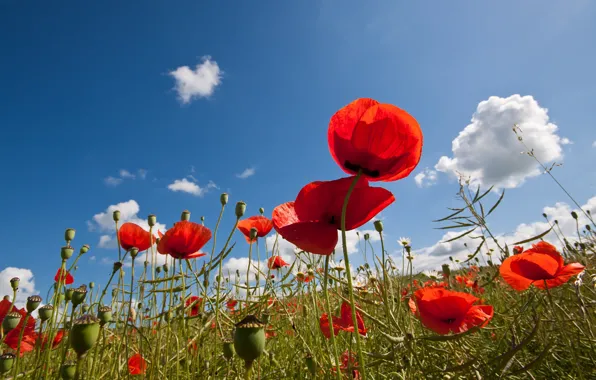 Flowers, poppies, sunny, buds