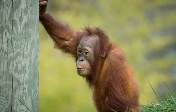 Картинка обезьяна, детёныш, орангутан, Суматранский орангутан