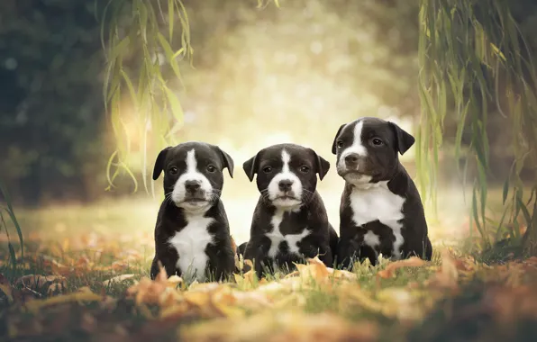 Троица, собаки, Американский стаффордширский терьер, щенки, трио, ветки