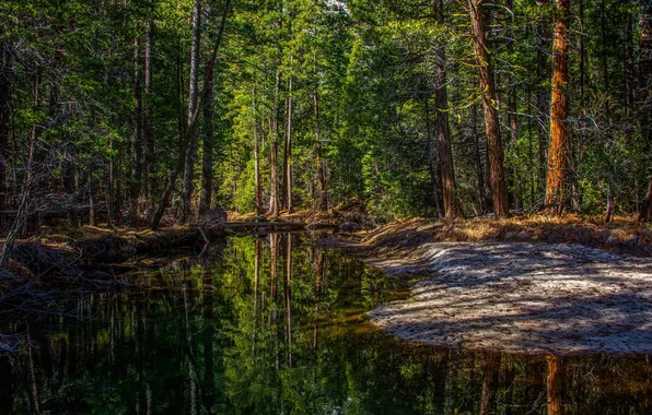 Лес, деревья, природа, река