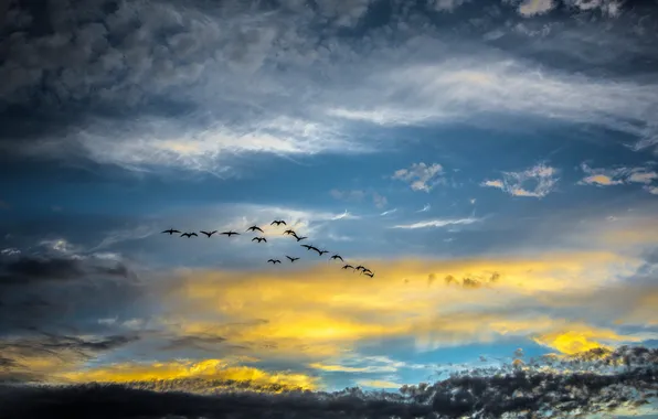 Картинка небо, птицы, природа