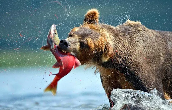 Картинка Wallpaper, animal, Bear, Catching-Fish