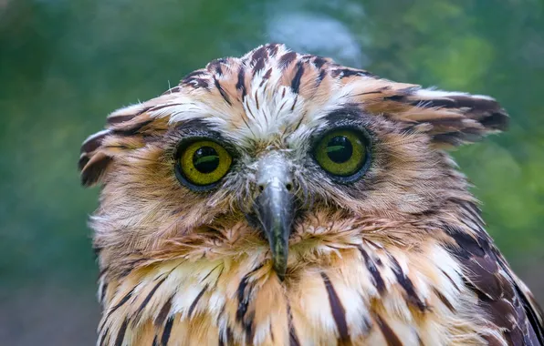 Картинка animals, bird, Indian-Eagle-Owl-