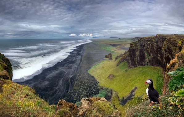 Картинка море, пляж, пейзаж, скалы, птица, тупик, Исландия, паффин