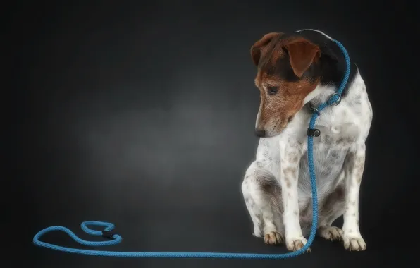 Фон, друг, собака