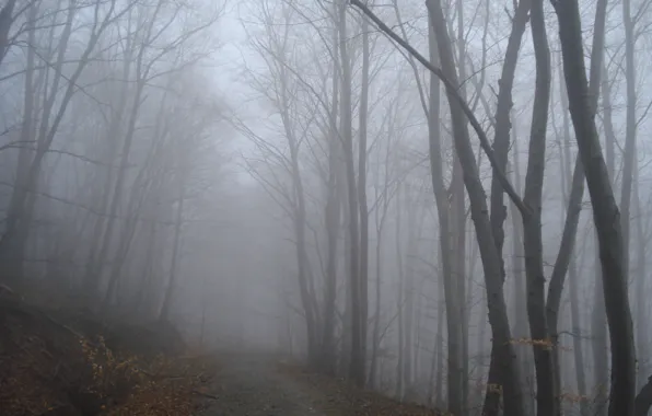 Картинка осень, лес, туман, дорожка, forest, Autumn, fog, path