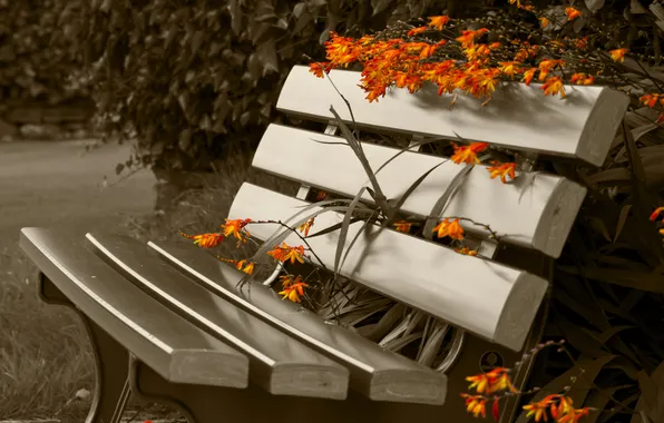 Park, flowers, bench, sepia