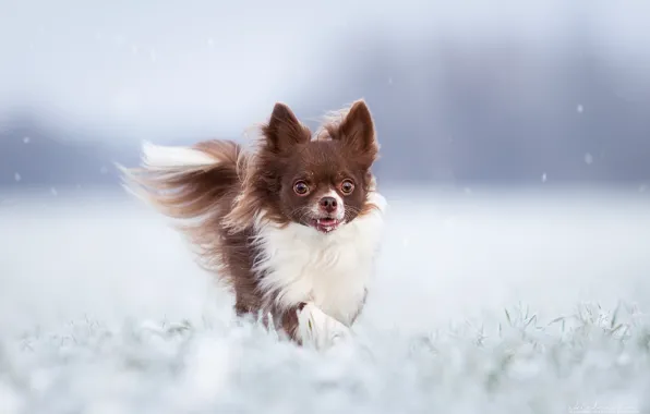 Картинка зима, собака, чихуахуа