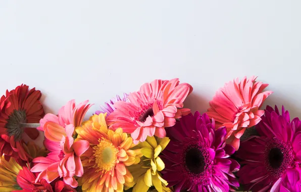 Цветы, colorful, герберы, pink, flowers, spring, gerbera