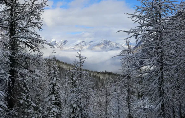 Картинка зима, лес, снег, горы
