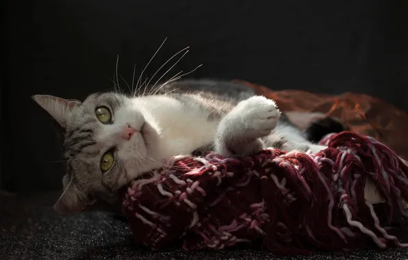 Кошка, кот, взгляд, свет, поза, ткань, лежит, мордашка