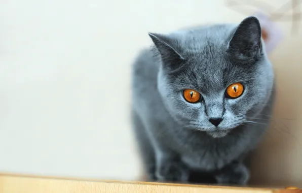Кошка, кот, взгляд, серый, портрет, мордашка, светлый фон, британский