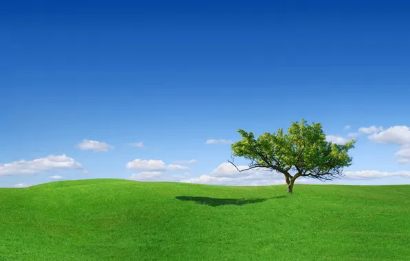 Картинка трава, дерево, поляна, одинокое