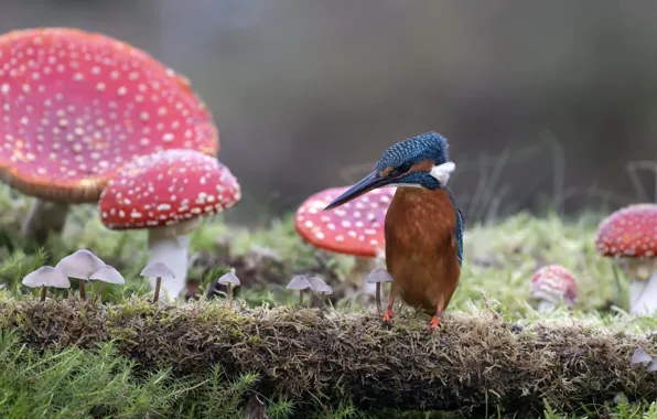 Картинка природа, птица, грибы