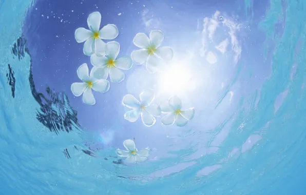 Картинка вода, солнце, цветы, отдых, лепестки, flowers, плавают
