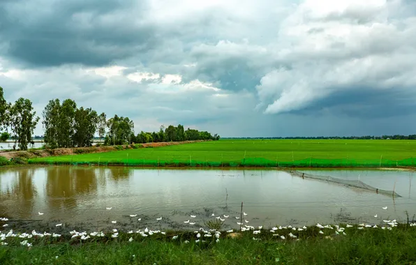 Wallpaper, nature, High Definition