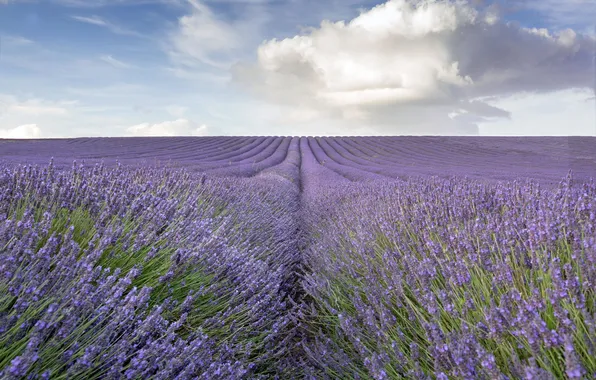 Field, lavender, countryside, farm, lavender field