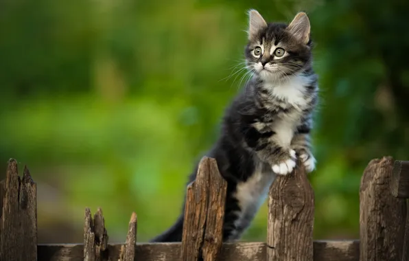 Забор, котёнок, Юрий Коротун